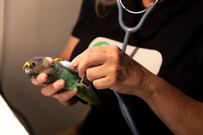 Velkommen til Fugleteamet